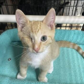 Micah ( 3 months) -  Domestic Short Hair Cat for Adoption in Los Angeles, California - Micah ( 3 Months) | PetCurious