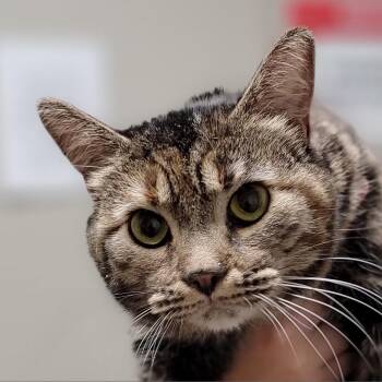 Della/Doja -  Domestic Short Hair Cat for Adoption in Yuma, Arizona - Della/Doja | PetCurious