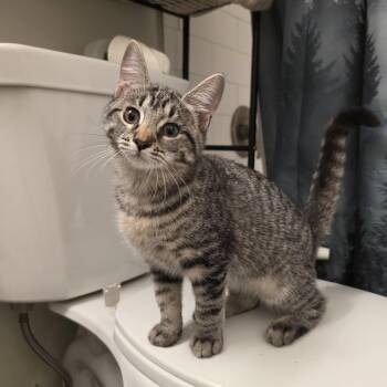Mira -  Domestic Short Hair and Tabby Cat for Adoption in Mastic, New York - Mira | PetCurious