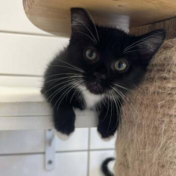 Lima -  Domestic Short Hair Cat for Adoption in Cedar Rapids, Iowa - Lima | PetCurious