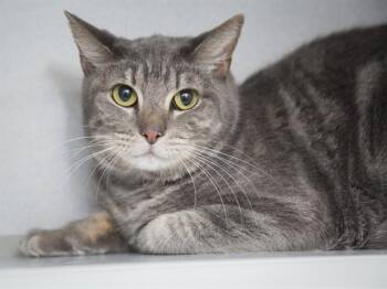 Domestic Short Hair Cats Available for Adoption in Phoenix, Arizona - TOMMY | PetCurious