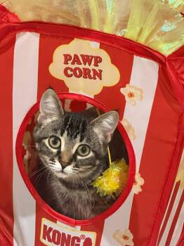 Artemis -  Domestic Short Hair Cat for Adoption in Winnipeg, Manitoba - Artemis | PetCurious