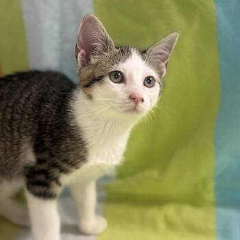 Jason -  Domestic Short Hair Cat for Adoption in Freeport, Florida - Jason | PetCurious