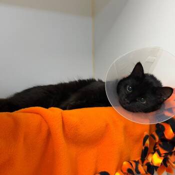 Charcuterie Board -  Domestic Medium Hair and Domestic Short Hair Cat for Adoption in Woodinville, Washington - Charcuterie Board | PetCurious