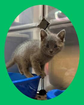 Domestic Short Hair Cats Available for Adoption in Chesapeake Beach, Maryland - Ryu | PetCurious