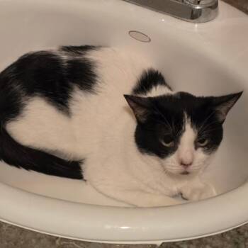 Clara -  Domestic Short Hair Cat for Adoption in Las Vegas, Nevada - Clara | PetCurious