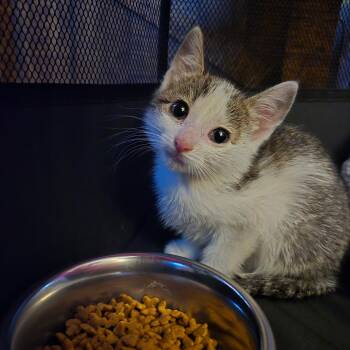 Domestic Short Hair and Tabby Cats Available for Adoption in Mastic, New York - Coraline | PetCurious
