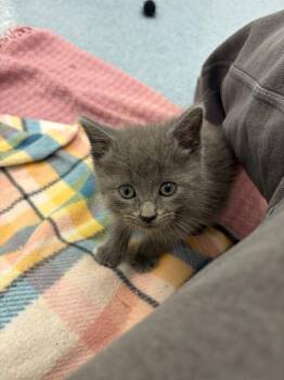 (S) Enzo St. John -  Domestic Short Hair Cat for Adoption in Portland, Indiana - (S) Enzo St. John | PetCurious