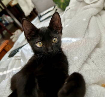 Rescue American Shorthair Cats for Adoption in Oakland Park, Florida - TILLY | PetCurious