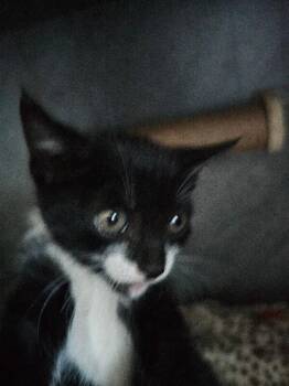 Jinx -  Tuxedo Cat for Adoption in Kennewick, Washington - Jinx | PetCurious