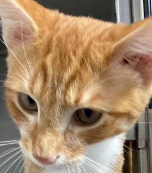 Hawkes -  Domestic Short Hair Cat for Adoption in Dayton, Minnesota - Hawkes | PetCurious