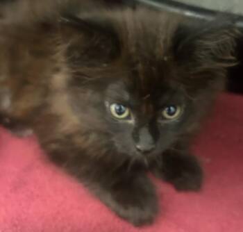 Winnifred -  Domestic Long Hair Cat for Adoption in Cambridge, Maryland - Winnifred | PetCurious