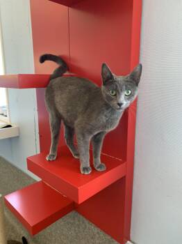 Domestic Short Hair Cats Available for Adoption in Grass Valley, California - Ethel | PetCurious