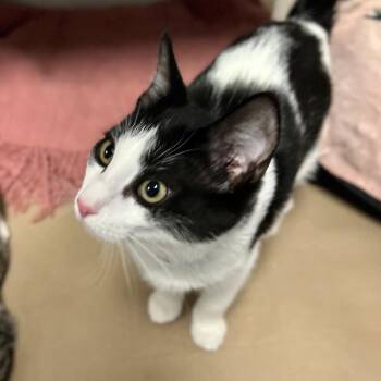 Domestic Short Hair Cats Available for Adoption in Wantagh, New York - Beau | PetCurious