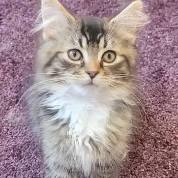 Zander -  Domestic Long Hair Cat for Adoption in Wyandotte, Michigan - Zander | PetCurious