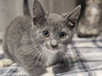 ANNIE -  Domestic Short Hair Cat for Adoption in Tustin, California - ANNIE | PetCurious
