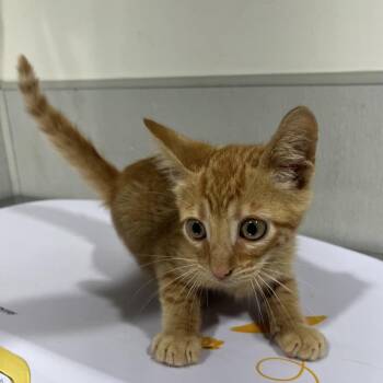Caillou -  Domestic Short Hair Cat for Adoption in Tampa, Florida - Caillou | PetCurious