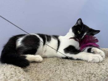 Rescue Domestic Short Hair Cats for Adoption in West Lafayette, Indiana - Kos (cat Café) | PetCurious