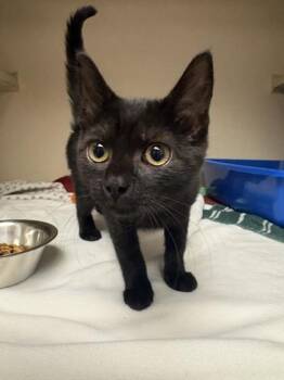 Larissa -  Domestic Short Hair Cat for Adoption in Quakertown, Pennsylvania - Larissa | PetCurious