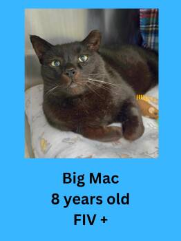 Domestic Short Hair Cats Available for Adoption in Ravenna, Ohio - Big Mac | PetCurious