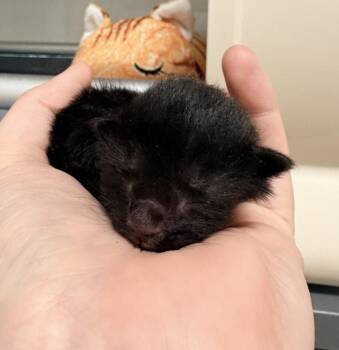 MOONSHADOW -  Domestic Short Hair Cat for Adoption in Hagerstown, Maryland - MOONSHADOW | PetCurious