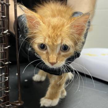 Totino -  Domestic Long Hair Cat for Adoption in Lufkin, Texas - Totino | PetCurious