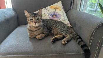Tabitha -  Domestic Short Hair Cat Available for Adoption in Hinckley, Illinois - Tabitha | PetCurious
