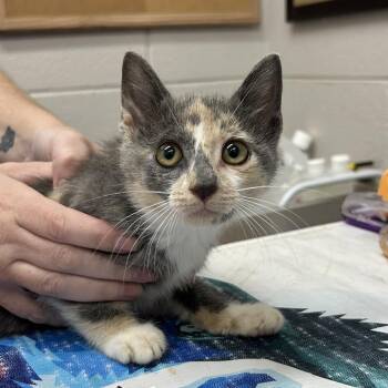Astra -  Domestic Short Hair Cat for Adoption in Huntsville, Alabama - Astra | PetCurious