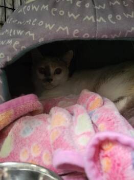 Domestic Short Hair Cats Available for Adoption in Diamond Springs, California - Francesca Snow | PetCurious