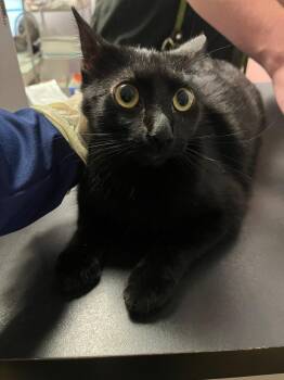 Tweak -  Domestic Short Hair Cat Available for Adoption in New Braunfels, Texas - Tweak | PetCurious