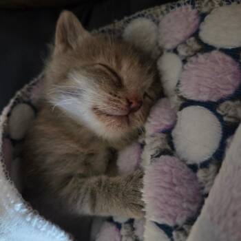 Bagel -  Domestic Short Hair Cat for Adoption in Normal, Illinois - Bagel | PetCurious