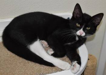 SUTTER -  Domestic Short Hair Cat for Adoption in Sarasota, Florida - SUTTER | PetCurious