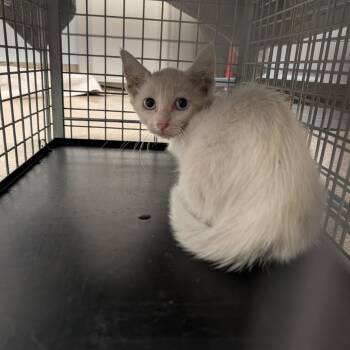 Toad -  Domestic Short Hair Cat for Adoption in League City, Texas - Toad | PetCurious