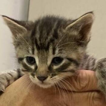 Hypnos -  Domestic Short Hair Cat for Adoption in Grand Rapids, Minnesota - Hypnos | PetCurious