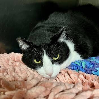 Baby -  Domestic Short Hair Cat for Adoption in Morgan Hill, California - Baby | PetCurious