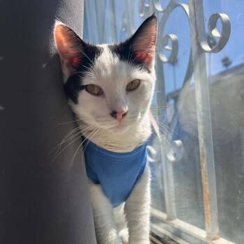 Nico -  Domestic Short Hair Cat for Adoption in Los Angeles, California - Nico | PetCurious