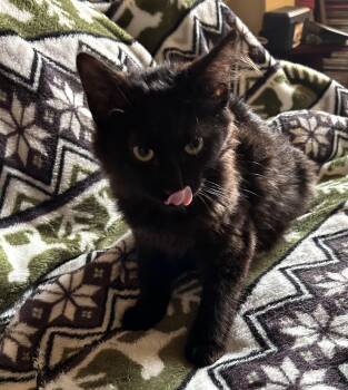 Rescue Domestic Long Hair Cats for Adoption in Humble, Texas - Catrick | PetCurious