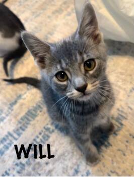 Will -  Domestic Short Hair Cat Available for Adoption in Collierville, Tennessee - Will | PetCurious