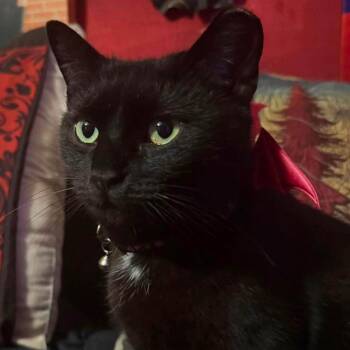 Elvira (Bonded to Monroe) -  Domestic Short Hair Cat for Adoption in Madison, Wisconsin - Elvira (Bonded To Monroe) | PetCurious