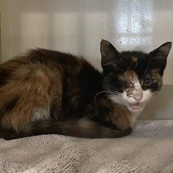 Graham Cracker -  Domestic Short Hair Cat for Adoption in Port Charlotte, Florida - Graham Cracker | PetCurious