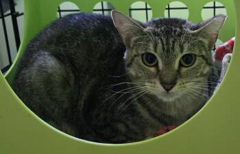 Sadie -  Domestic Short Hair Cat for Adoption in Windsor, Connecticut - Sadie | PetCurious