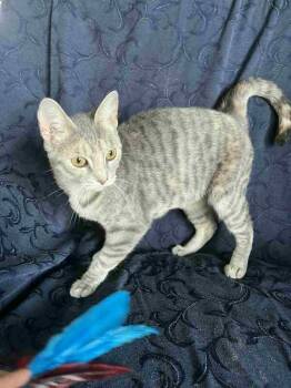 Rescue Domestic Short Hair Cats for Adoption in Mississauga, Ontario - Amber | PetCurious