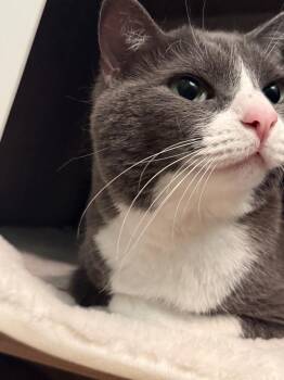 Jade Boots -  Domestic Short Hair Cat for Adoption in Chandler, Arizona - Jade Boots | PetCurious