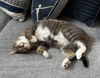 American Bobtail Cats Available for Adoption in Cumming, Georgia - Prince | PetCurious