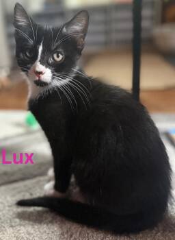 Lux -  Domestic Short Hair Cat for Adoption in Blaine, Minnesota - Lux | PetCurious