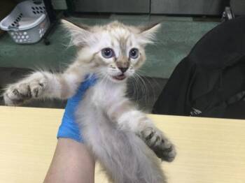 Domestic Short Hair Cats Available for Adoption - MATILDA | PetCurious