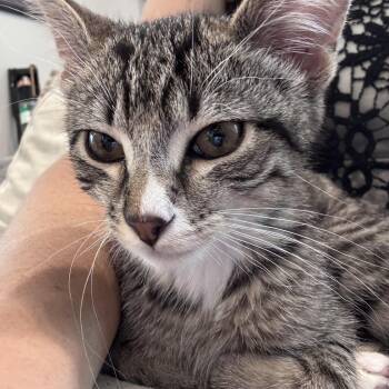 Pretzel - 5 MONTHS - READY TO TWIST HIS WAY INTO YOUR HEART -  Domestic Short Hair Cat for Adoption - Pretzel - 5 MONTHS - READY TO TWIST HIS WAY INTO YOUR HEART | PetCurious