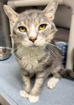 Zilisch -  Domestic Short Hair Cat for Adoption in Hornell, New York - Zilisch | PetCurious