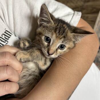 Domestic Short Hair Cats Available for Adoption in Colcord, Oklahoma - Bing | PetCurious