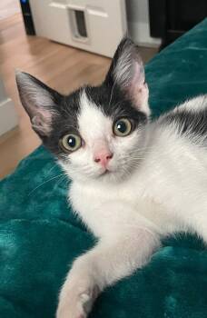 Rescue Domestic Short Hair Cats for Adoption - Milo | PetCurious